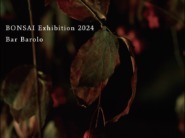 Bonsai Exhibition 2024 @Bar Barolo